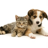 Tabby kitten and Border Collie pup