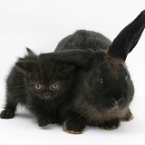 Black kitten and black rabbit