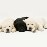 Sleepy yellow and black Goldador Retriever pups