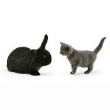 Black rabbit meets grey kitten