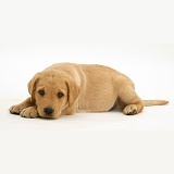 Labrador puppy lying with chin on paws