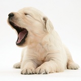 Golden Retriever puppy yawning