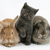 Grey kitten with rabbits
