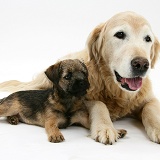 Border Terrier pup elderly Golden Retriever