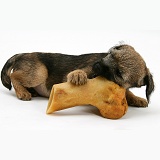 Border Terrier pup gnawing a bone