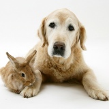 Elderly Golden Retriever with a Lionhead rabbit