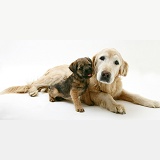 Border Terrier pup elderly Golden Retriever