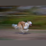 Sable-and-white Border Collie running