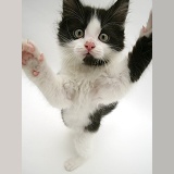 Black-and-white kitten reaching up