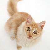 Red silver Turkish Angora cat