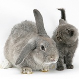 Grey kitten with grey windmill-eared rabbit