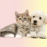 Woodle pup and Maine Coon kitten