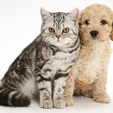 Silver tabby cat with American Cockapoo puppy
