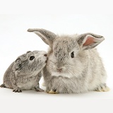 Baby Silver Guinea pig with baby silver rabbit