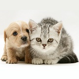 Westie x Cavalier pup and silver tabby kitten