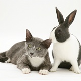 Burmese-cross cat and Dutch rabbit