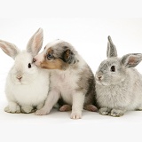 Sheltie pup with rabbits