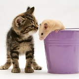 Tabby kitten with hamster in a metal bucket