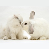 White cat and white rabbit