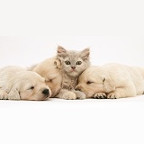 Lilac kitten in heap of sleeping Golden Retriever pups