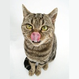 British Shorthair Brown Spotted cat licking her nose