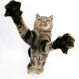 British Shorthair Brown Spotted cat reaching out