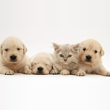 Golden Retriever pups with a kitten
