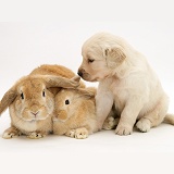 Mother and baby rabbits with Golden Retriever pup