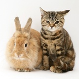 Rabbit and tabby kitten