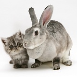 Silver exotic kitten with silver rabbit