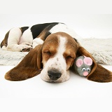 Basset pup sleeping with toy mouse under its ear
