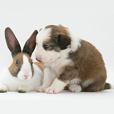 Sable-and-white Border Collie pup with fawn Dutch rabbit