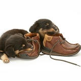 Sleepy Sheltie x Dachshund pups with child's shoes