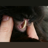 Vet showing malocclusion in rabbit's teeth