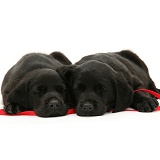 Sleepy black Goldador pups