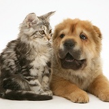 Tabby Maine Coon kitten and Shar-pei pup