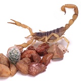 Desert scorpion