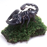 Forest scorpion