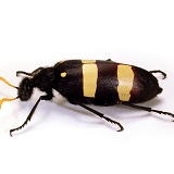 Yellow Blister Beetle