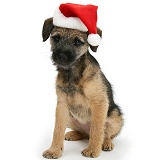 Border Terrier pup with Santa hat on