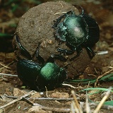 Green Scarabs on dung ball