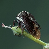 Horned Tree-hopper