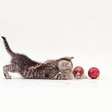 Silver tabby kitten playing with tinsel