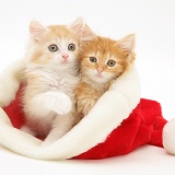 Ginger Maine Coon kittens in a Santa hat