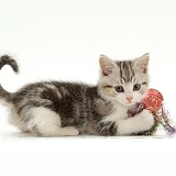 Silver Tabby-and-white kitten playing with tinsel