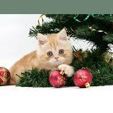 Ginger kitten playing with a Christmas tree