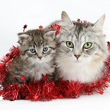 Maine Coon cat and kitten with tinsel