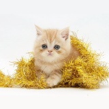 Ginger kitten with yellow tinsel