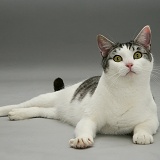 Tabby and white cat