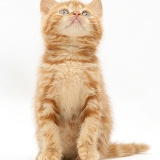 Ginger kitten looking up